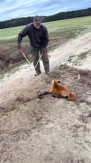 Red fox catch and relocated | foxes
