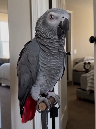 African Grey Parrot Funny Talking Moments — MrGreyTalks