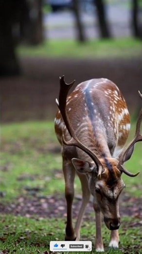 Beautiful Deer 🦌#shortvideo #animals #reels