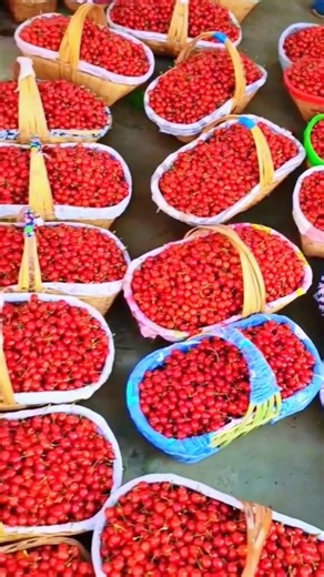 😍Tiny Cherries, explosive flavor #fruits #harvesting #farming #gardening #fruitharvest #fruitgarden