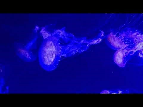 Jelly Fish with Dither Effect