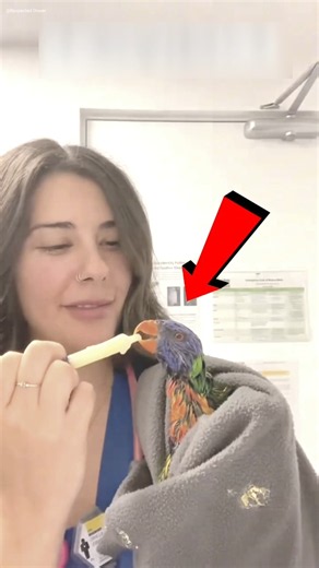 Girl Saves a Sick Parrot