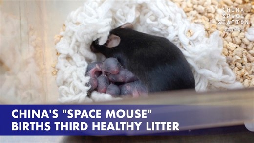 China's "Space Mouse" Births Third Healthy Litter | China Space Station FriendsofNASA.org: A female mouse that spent time aboard China's Tiangong Space Station last year has birthed her third consecutive healthy litter back on Earth, providing scientists with invaluable data on mammalian reproduction after spaceflight. Four mice were sent to the Tiangong space station as part of the Shenzhou-21 mission on Oct. 31, 2025, marking China's first small-mammal experiment in orbit. The rodents spent ap