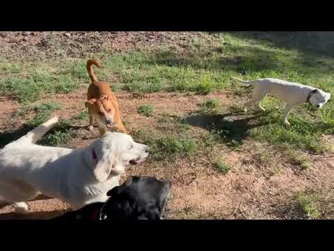 2-weeks to create a 9-dog off-leash pack that is cohesive, well-balanced, has fun, & listens to me.