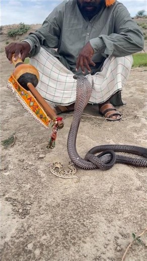 How does a snake charmer actually control a snake? #shorts