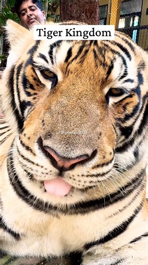 Phuket Tiger Kingdom Adventure🐅🔥 #thailand #phuket #tiger #wildlife #adventure #shorts #travelvlog