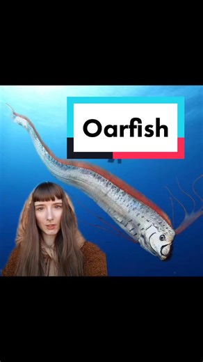 Mysterious Oarfish: Illuminating the Depths of Marine Biology