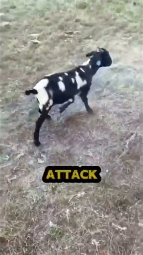 The Tragic Truth Behind Fainting Goats 🐐