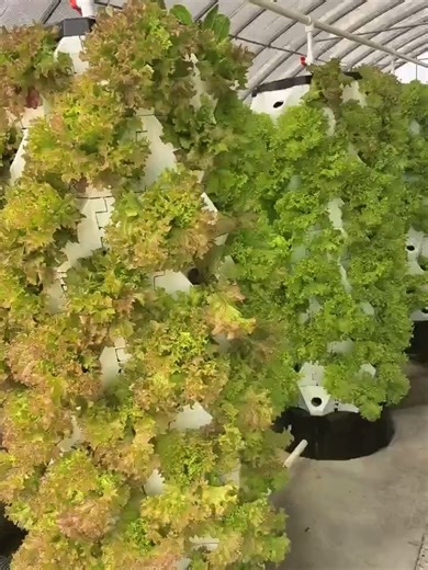 Grow More with Less Water 💧🌱 Hydroponic farming is changing the way we grow food. No soil, less water, faster growth, and higher yields. ✅ Clean & sustainable growing ✅ Perfect for greenhouses, container farms & vertical farms ✅ Ideal for leafy greens, herbs & vegetables Looking for a smart hydroponic solution for your project? 📩 Message us to get a customized solution. #Hydroponics #SmartFarming #SoillessFarming #Greenhouse #VerticalFarming #SustainableAgriculture