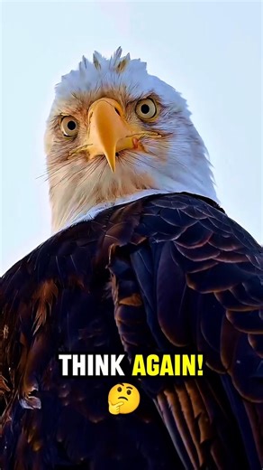 The Secret Tactics of the World’s Greatest Aerial Hunter! 🦅