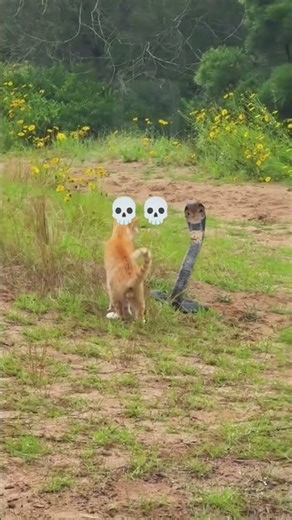 cat vs snake #snake #cat