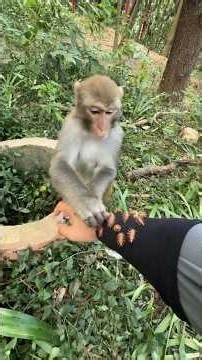 Still the kind-hearted Monkey King 🐒❤️ Helping remove a thorn!