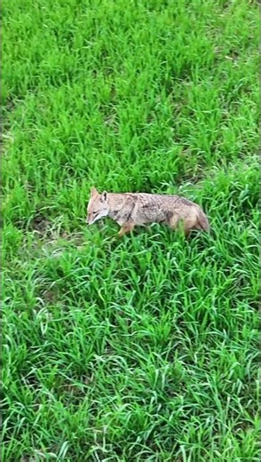 Coyote Hunting | Real Predator Action | Part 105 | #shorts #USA #wolf #wildlife #coyotehunting