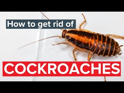 Cockroach control: How to get rid of cockroaches | Rentokil