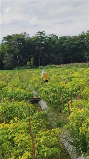 Smart process of installing plastic mulch -Agriculture farming #shorts