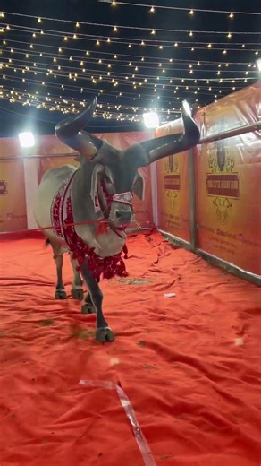 DANGEROUS KANKAREJ ATTACK FROM KING CATTLE FARM 2026#shorts#viral#trending#reels#kankarej#reel