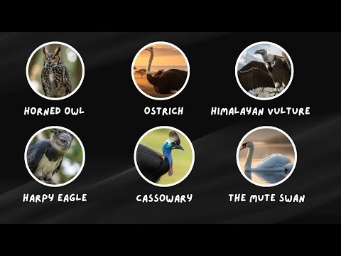 The Most Dangerous Bird on Every Continent