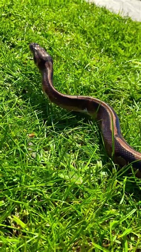 Ball python #snake #reptiles
