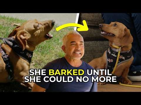 The Real Danger of an Overexcited Dog (And What to Do) | Better Human Better Dog