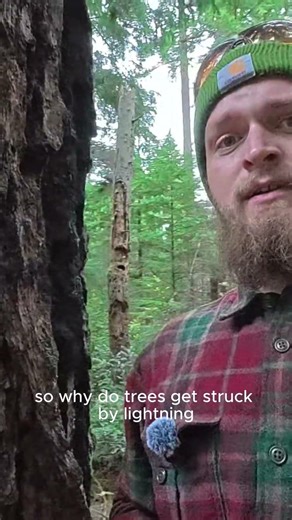 Lightning Struck Tree (Still Alive)