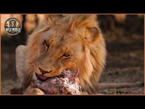 Craziest Lion Attacks Ever Caught On Camera #wildanimals | Animal Documentary #358