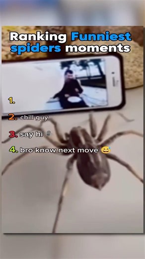 ranking funniest spider moments #usa