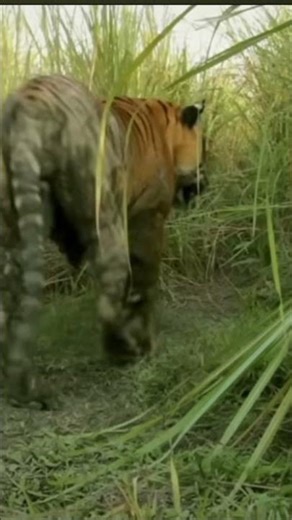 The incredible and endangered big cat.