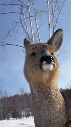 When Wild Deer Forget They’re Supposed to Be Wild 🦌😂