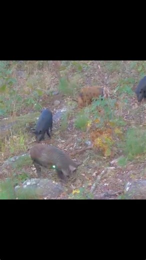DROPPED! 🎯 High-Stakes Wild Boar Hunt | Heart-Pounding Precision#hunting #bowhunting