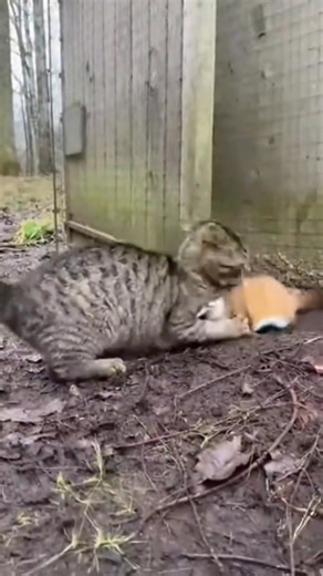 Never underestimate a goose 🪿🔥 When the weasel came close, this goose didn’t run — she ATTACKED. Wings ready. Beak sharp. This is pure defense mode. Touch the nest and face the guardian. #GooseVsWeasel #BraveGoose #NestDefender #AnimalBravery #FarmSecurity #ProtectTheEggs #NatureDrama #UnexpectedGuardian #AnimalInstincts #ViralAnimalMoment #FarmLifeStories #WildEncounters #NatureShock #WatchTillEnd #🔥🪿🦦 | Mainas Livestock Production And Marketing Ltd