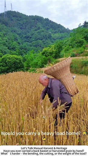 Wheat Harvest the Old Way – Sickle to Basket 🌾👴