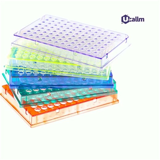 A Day in the Lab: The PCR and Agarose Gel Electrophoresis Workflow