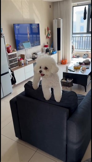 Funny & Flexible Dog Moments on TikTok