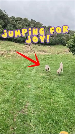 Happy Sheep Zoomies 🐑💨 Pure Joy in a Green Field #Shorts