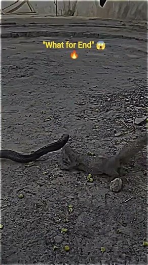 🐍 Snake vs Mongoose Epic Battle 😱 | Who Will Win? #Shorts