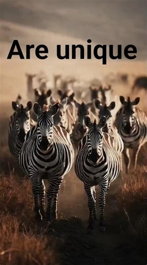 The zebras has a unique strip pattern