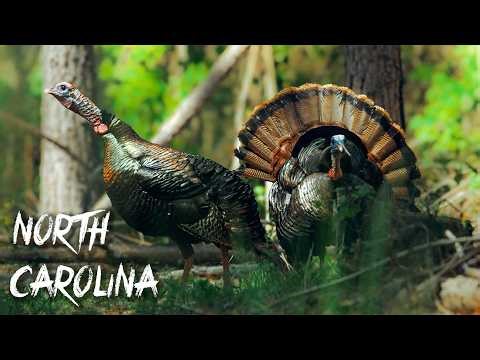 2 Longbeards SCREAMING In Our LAP | Aggressive Moves To Kill Turkeys | North Carolina Turkey Hunt 