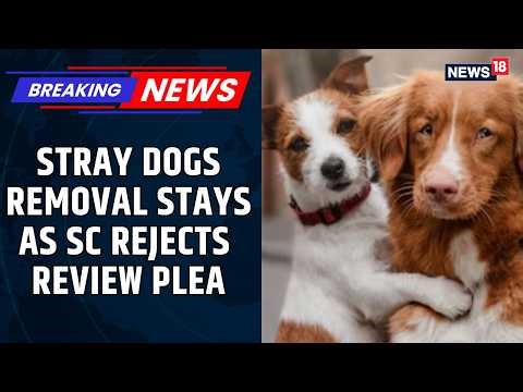 'Can't Ignore Dog Bite Incidents': SC Stands By Stray Dog Removal Order For Schools, Hospitals