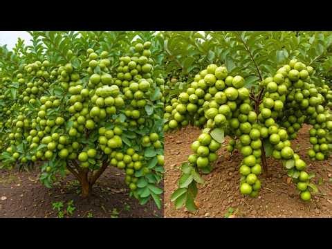 🔴 LIVE 🌱 how to propagate guava tree (LIVE) #livestream #live