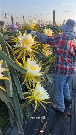 Why Farmers Destroy a Dragon Fruit Farm After Just One Year 🌵 #facts