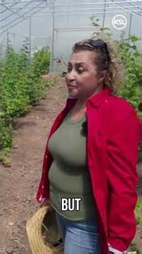Intense summer heat takes toll on Bear Lake raspberry crop ahead of Raspberry Days