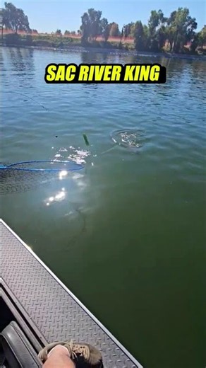 Sac River King Salmon SLAM! | Gold Country Sport Fishing