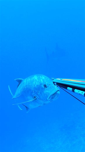 The Perfect Spearfishing Stone Shot | Ryan Myers Spearfishing