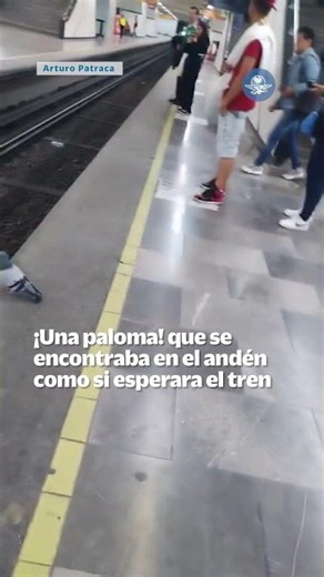 México mágico: captan a paloma “esperando” el Metro de la CDMX #shorts