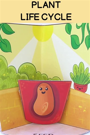 PLANT LIFE CYCLE | From seed to plant, Life cycle of a plant preschool, Life cycle of a plant craft