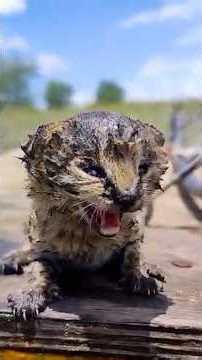 Wild Serval Kittens Found After Fire Make An Incredible Comeback | The Dodo