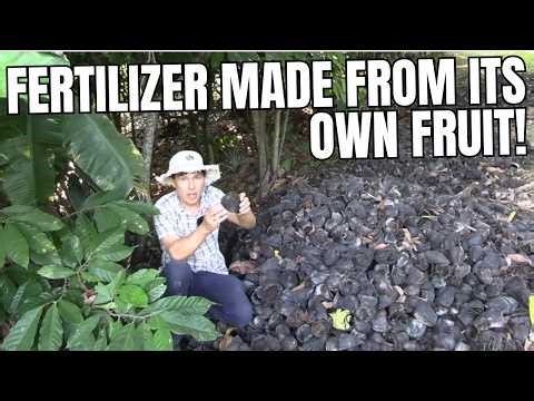 The Tropical Fruit Tree That Fertilizes Itself & Never Stops Producing