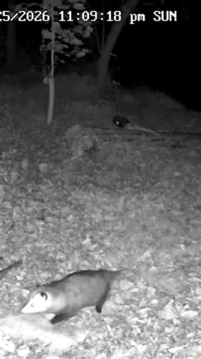 Oct 25 Opossum #wildlife