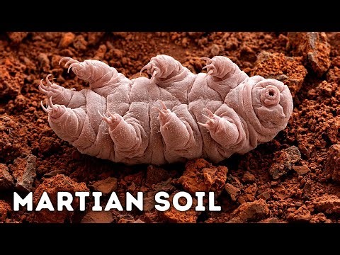 Tardigrades Survive Space, Radiation, and the Vacuum - But Not This