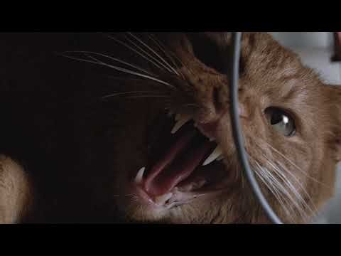 Aliens 1986 UHD (My Release)